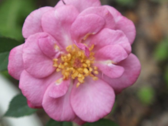  photo sachet_zps351c38dc.jpg